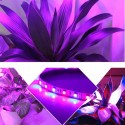 1M 2M 3M 4M 5M 3:1 5050 SMD LED Non-waterproof Hydroponic Plant Grow Strip Light DC12V - 1M
