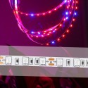 DC12V 5PCS 50CM SMD5050 LED Strip Grow Light Hydroponic Indoor Veg Plant Lamp Kit + Power Adpater - US Plug