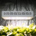 100W In Full Spectrum LED Grow Light Automatic Cycle Timing Lamp Lights Dimmable Indoor Led Grow Light with Intelligent Remote C