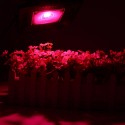 100W Full Spectrum COB LED Grow Flood Light Waterproof Plant Veg Flower Hydroponic Lamp AC90-264V - AU Plug