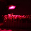 100W Full Spectrum COB LED Grow Flood Light Waterproof Plant Veg Flower Hydroponic Lamp AC90-264V - AU Plug