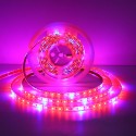 5M SMD5050 Waterproof Full Spectrum LED Plant Grow Strip Light for Greenhouse Aquarium DC12V - EU Plug