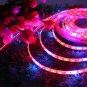 5M SMD5050 Waterproof Full Spectrum LED Plant Grow Strip Light for Greenhouse Aquarium DC12V - EU Plug