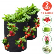  Strawberry Planting...