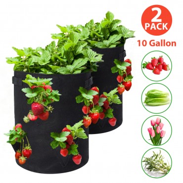  Strawberry Planting...