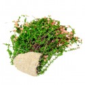 DIY Sand Table Decoration Materials Shrub Thicket Spend Gardening -  Pink